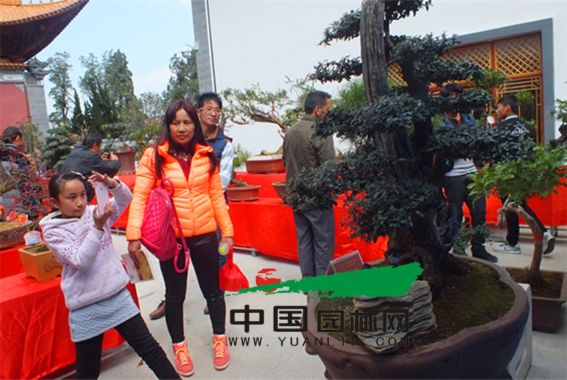 第一屆大理盆景展覽會 主題為“蒼洱神韻·大理盆景”(圖1)