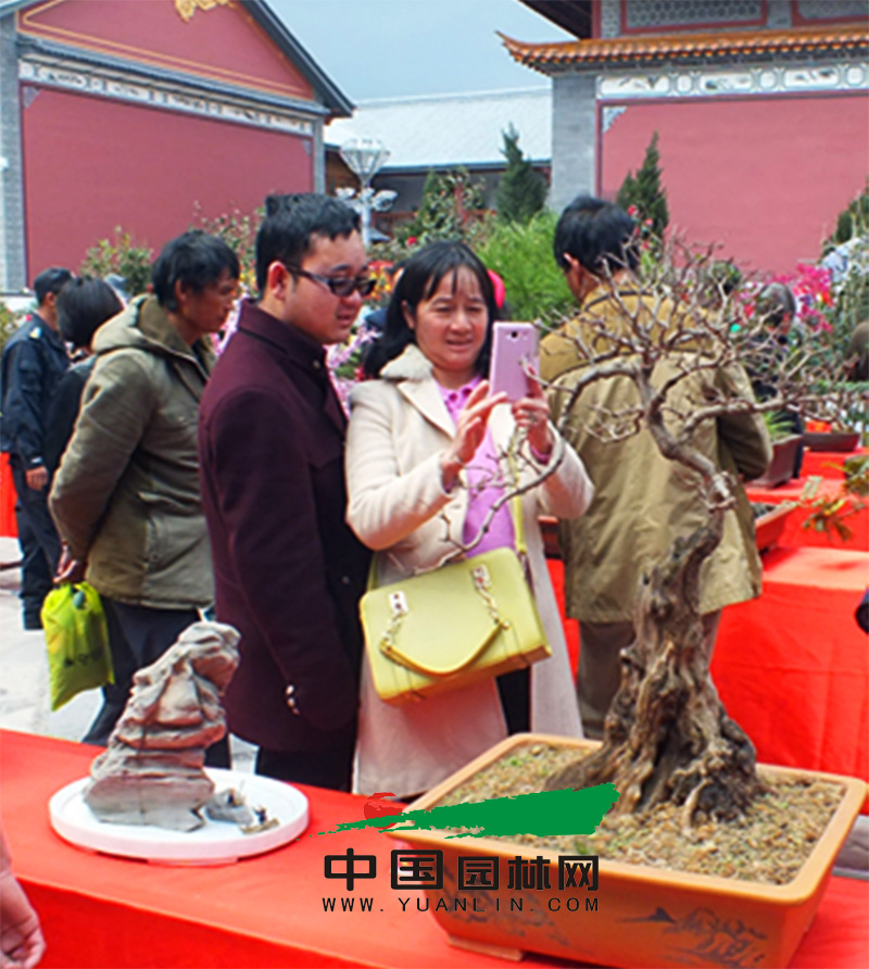 第一屆大理盆景展覽會 主題為“蒼洱神韻·大理盆景”(圖2)