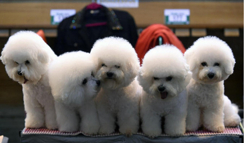 3月13日落幕的英國2016Crufts狗展 “爭奇斗艷”(圖3)