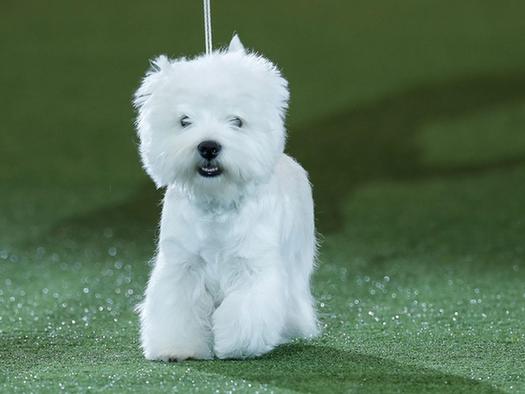 3月13日落幕的英國2016Crufts狗展 “爭奇斗艷”(圖1)